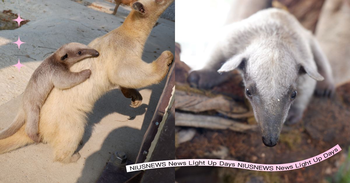 高雄《野森動物學校》超萌新生報到！誕生一個月「食蟻獸寶寶」開放命名，抽台灣虎航來回機票 野森動物學校、高雄、食蟻獸寶寶、命名